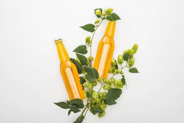 Ansicht von Bier in Flaschen mit grünem Hopfen auf weißem Hintergrund — Stockfoto