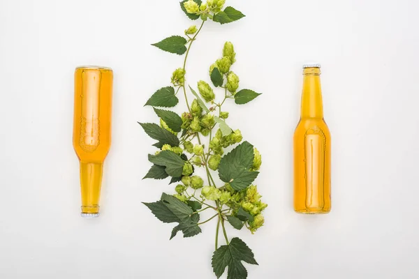 Top view of ale in bottles with green hop on white background — Stock Photo