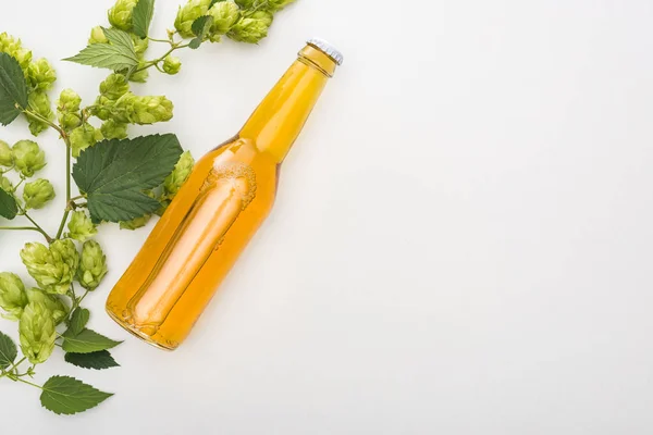 Вид зверху пива в пляшці з зеленим квітучим хопом на білому тлі — стокове фото