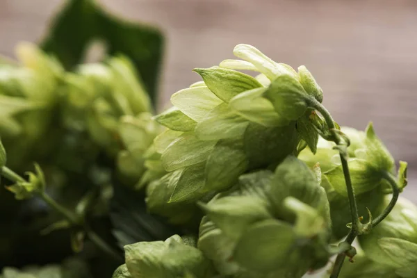Close up view of green fresh hop — Stock Photo
