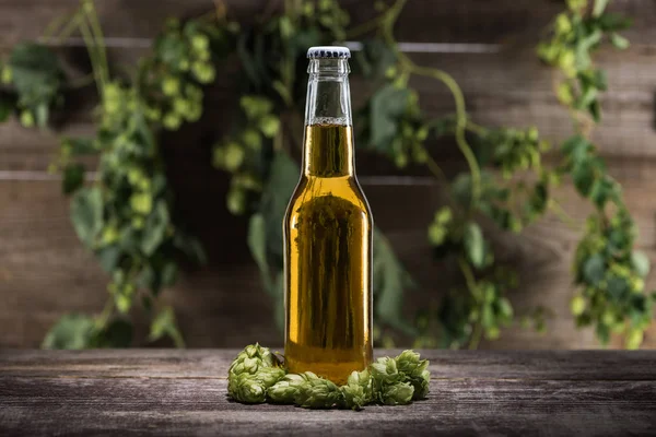 Beer in bottle with fresh green hop on wooden table in darkness with back light — Stock Photo