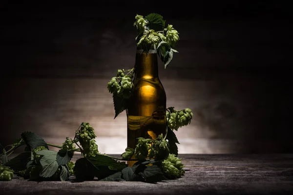 Beer in bottle with fresh green hop on wooden table in darkness with back light — Stock Photo