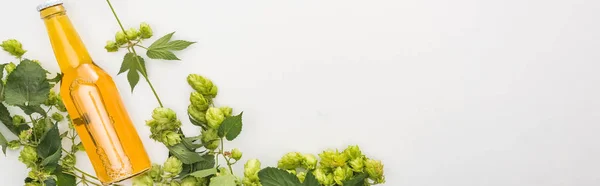 Vista dall'alto birra gialla in bottiglia con luppolo verde su sfondo bianco, colpo panoramico — Foto stock