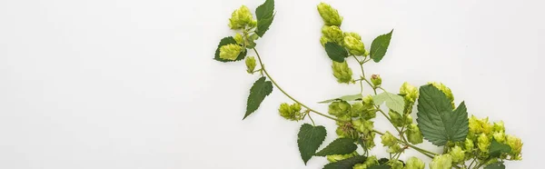 Draufsicht auf grünen Hopfen auf weißem Hintergrund, Panoramaaufnahme — Stockfoto