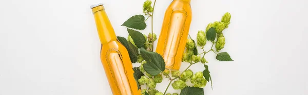 Top view of beer in bottles with green hop on white background, panoramic shot — Stock Photo