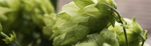 Close up view of organic green hop on wooden surface, panoramic shot — Stock Photo