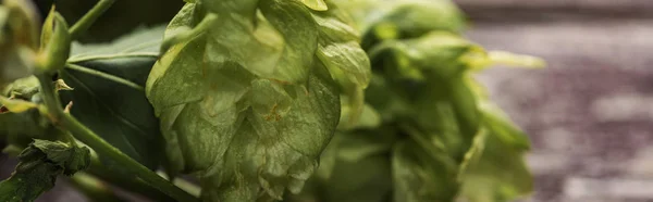 Close up view of organic green hop on wooden table, panoramic shot — Stock Photo