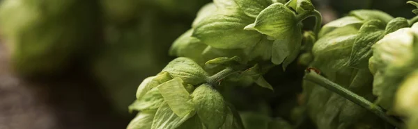 Close up view of organic green hop on wooden table, panoramic shot — Stock Photo