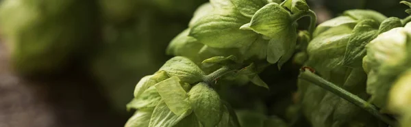 Nahaufnahme von Bio-grünem Hopfen auf Holztisch, Panoramaaufnahme — Stockfoto