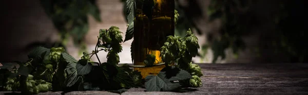 Beer in bottle with green hop on wooden table in darkness with back light, panoramic shot — Stock Photo