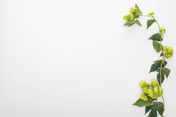 Draufsicht auf grünen Hopfen mit Blättern auf weißem Hintergrund — Stockfoto