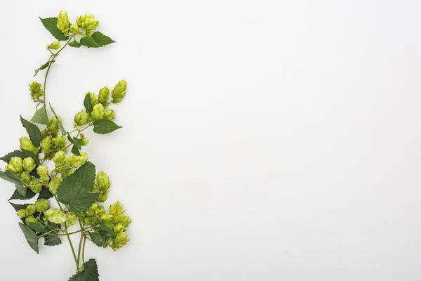 Draufsicht auf grünen Hopfen mit Blättern auf weißem Hintergrund mit Kopierraum — Stockfoto