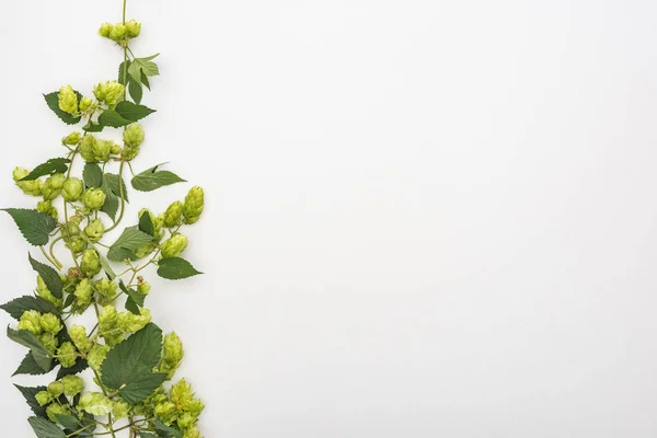 Draufsicht auf frischen grünen Hopfen mit Blättern auf weißem Hintergrund — Stockfoto