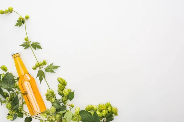 Draufsicht auf Bier in Flaschen in der Nähe von grünem Hopfen auf weißem Hintergrund — Stockfoto