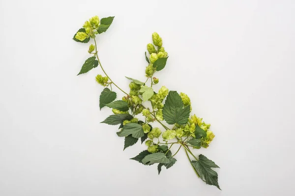 Vue de dessus de la floraison verte hop sur fond blanc — Photo de stock