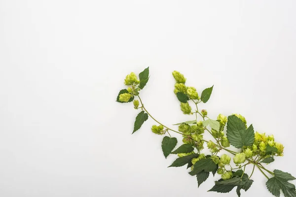 Draufsicht auf blühenden Hopfen auf weißem Hintergrund — Stockfoto