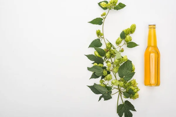 Vue du dessus de la bière en bouteille près du houblon vert sur fond blanc — Photo de stock