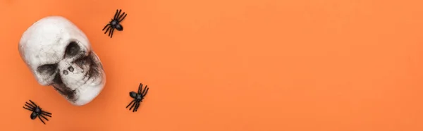 Vista superior do crânio decorativo com aranhas em fundo laranja com espaço de cópia, tiro panorâmico — Fotografia de Stock