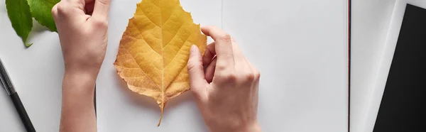 Cropped view of female hands near yellow leaf of alder, blank notebook and digital tablet on white table, panoramic shot — Stock Photo