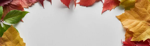 Панорамний знімок барвистого осіннього листя на білому тлі з пробілом для копіювання — стокове фото