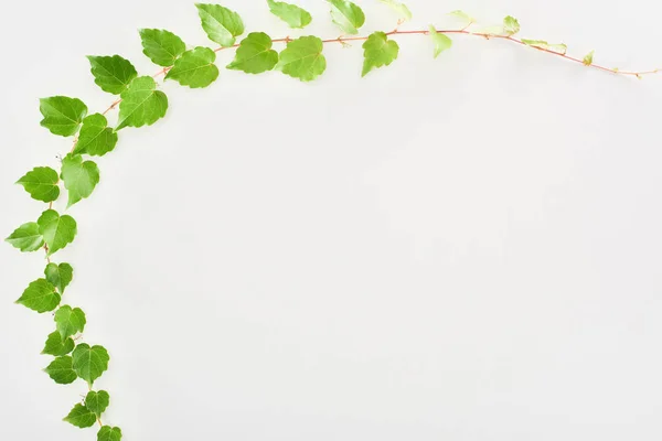 Vue du dessus des rameaux de houblon aux feuilles vertes isolés sur blanc avec espace de copie — Photo de stock