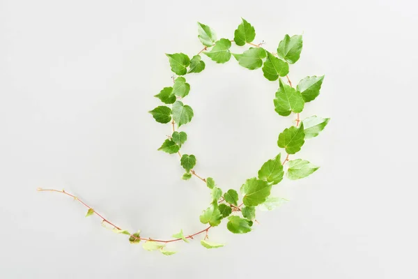 Vista superior do galho de planta de lúpulo com folhas verdes isoladas em branco — Fotografia de Stock