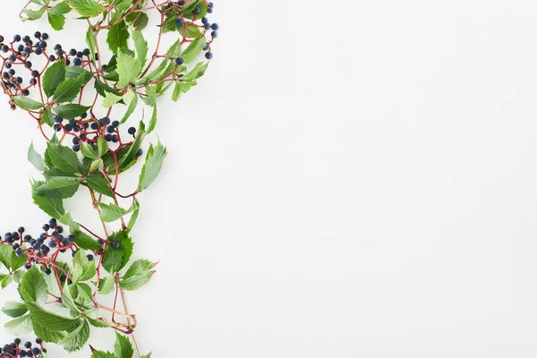 Vue du dessus de la branche de raisin sauvage avec des feuilles vertes et des baies isolées sur blanc avec espace de copie — Photo de stock