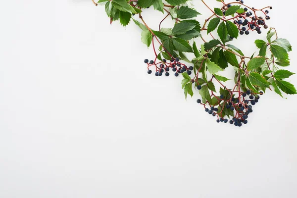 Top view of wild grapes branch with green leaves and berries isolated on white with copy space — Stock Photo