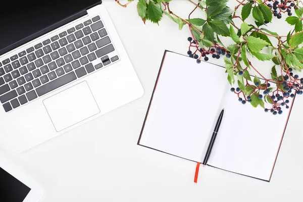 Vista superior de notebook em branco com caneta perto de laptop e ramo de uvas selvagens com folhas verdes e bagas isoladas em branco — Fotografia de Stock