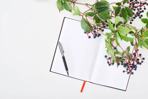 Вид зверху порожній блокнот з ручкою біля гілки дикого винограду з зеленим листям та ягодами ізольовані на білому — стокове фото