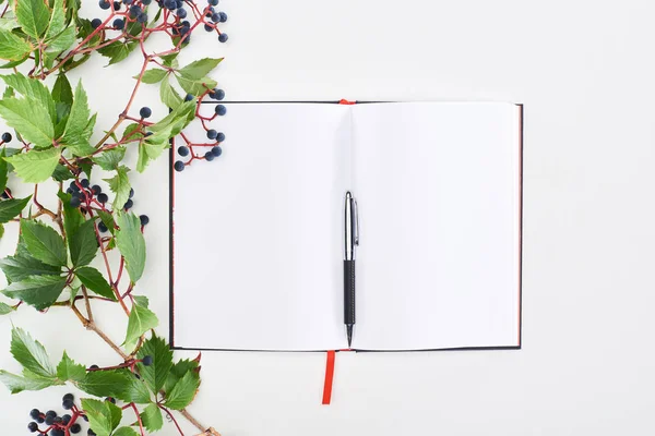 Vista dall'alto di notebook bianco con penna vicino ramo d'uva selvatica con foglie verdi e bacche isolate su bianco — Foto stock