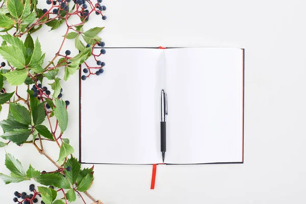 Top view of blank notebook with pen near wild grapes branch with green leaves and berries isolated on white — Stock Photo