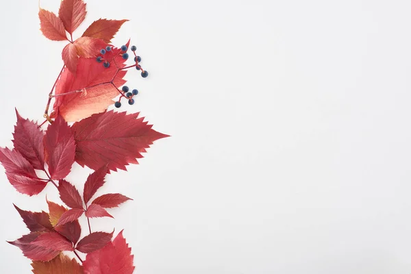 Top view of wild grapes branch with red leaves and berries isolated on white with copy space — Stock Photo