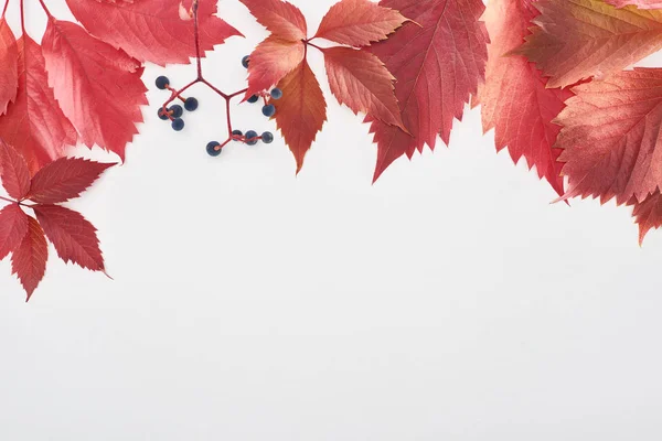 Vue du dessus de la branche de raisin sauvage avec des feuilles rouges et des baies isolées sur blanc avec espace de copie — Photo de stock