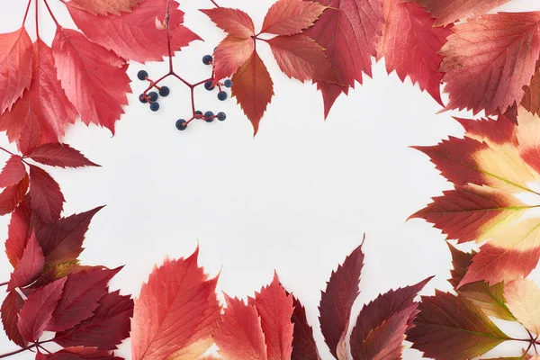 Frame of red leaves and berries of wild grapes isolated on white with copy space — Stock Photo