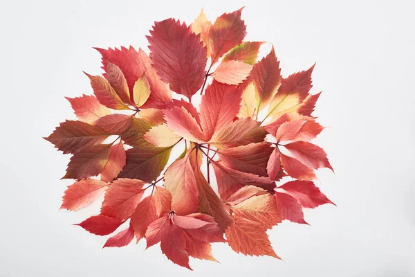 Vista superior de coloridas hojas rojas de uvas silvestres aisladas en blanco - foto de stock