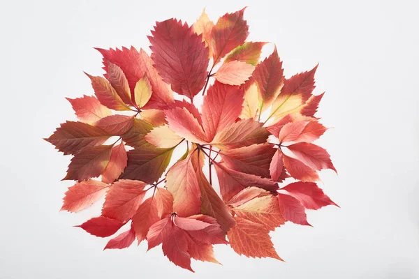 Top view of colorful red leaves of wild grapes isolated on white — Stock Photo