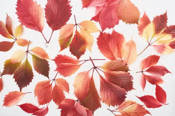 Vue de dessus de feuilles rouges colorées éparses de raisins sauvages isolés sur blanc — Photo de stock