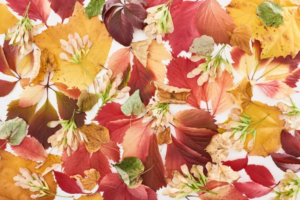 Vista dall'alto dei semi d'acero, colorate foglie rosse e gialle di uva selvatica, ontano e acero isolato su bianco — Foto stock