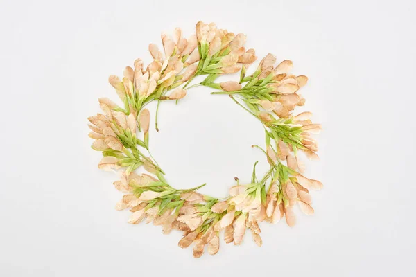 Circle frame of dry maple seeds isolated on white background — Stock Photo