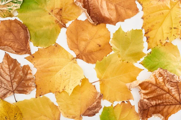 Vista superior de hojas de arce amarillo brillante aisladas sobre fondo blanco - foto de stock