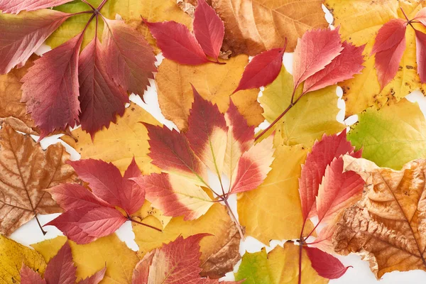 Vista superior de folhas de outono coloridas de uvas silvestres e bordo isolado em branco — Fotografia de Stock