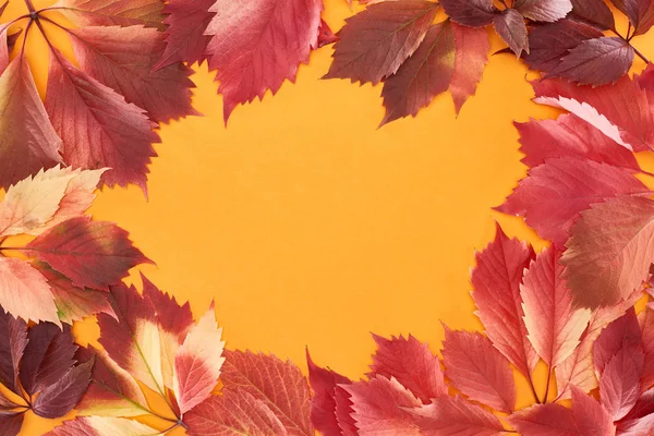 Рамка з різнокольорових червоних листя дикого винограду ізольовані на жовтому з копією простору — стокове фото