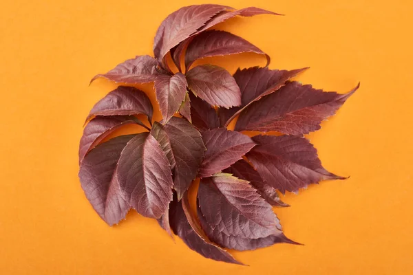 Top view of red autumn leaves of wild grapes on yellow background — Stock Photo