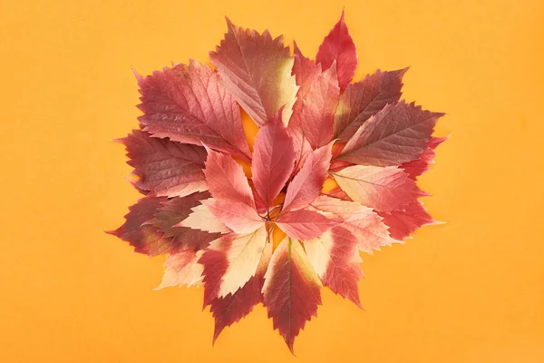Сверху вид красочных осенних листьев дикого винограда, выделенных на желтом фоне — стоковое фото