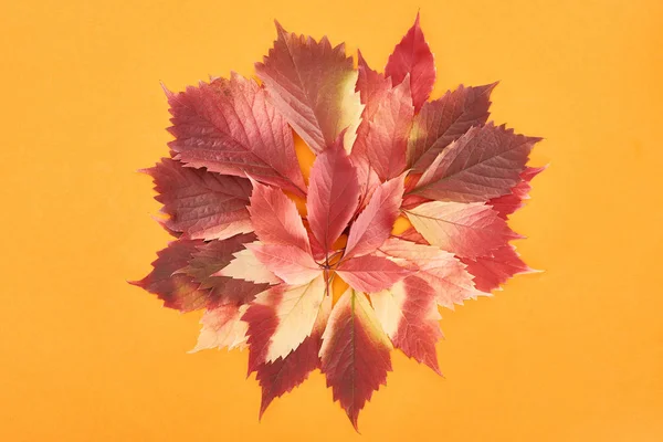 Top view of colorful autumn leaves of wild grapes isolated on yellow background — Stock Photo