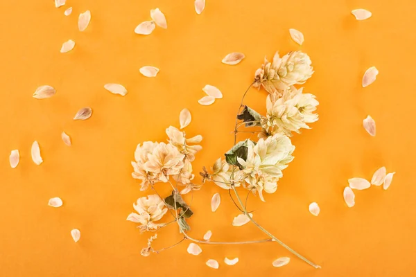 Ramita con conos de semillas de lúpulo seco cerca de pétalos aislados sobre fondo amarillo - foto de stock