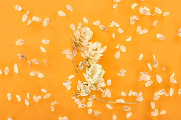 Ramoscello con coni semi di luppolo secco vicino petali isolati su sfondo giallo — Foto stock