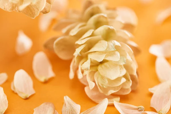 Close up view of dry hops near petals on yellow background — Stock Photo