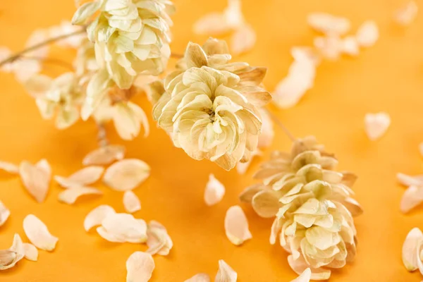 Close up view of twig with hop seed cones near petals isolated on yellow background — Stock Photo